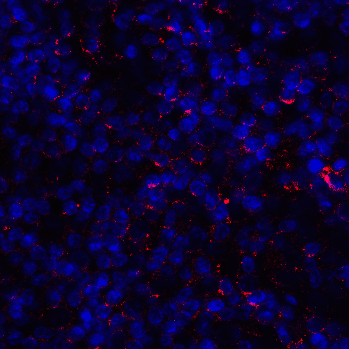 CD80 Antibody