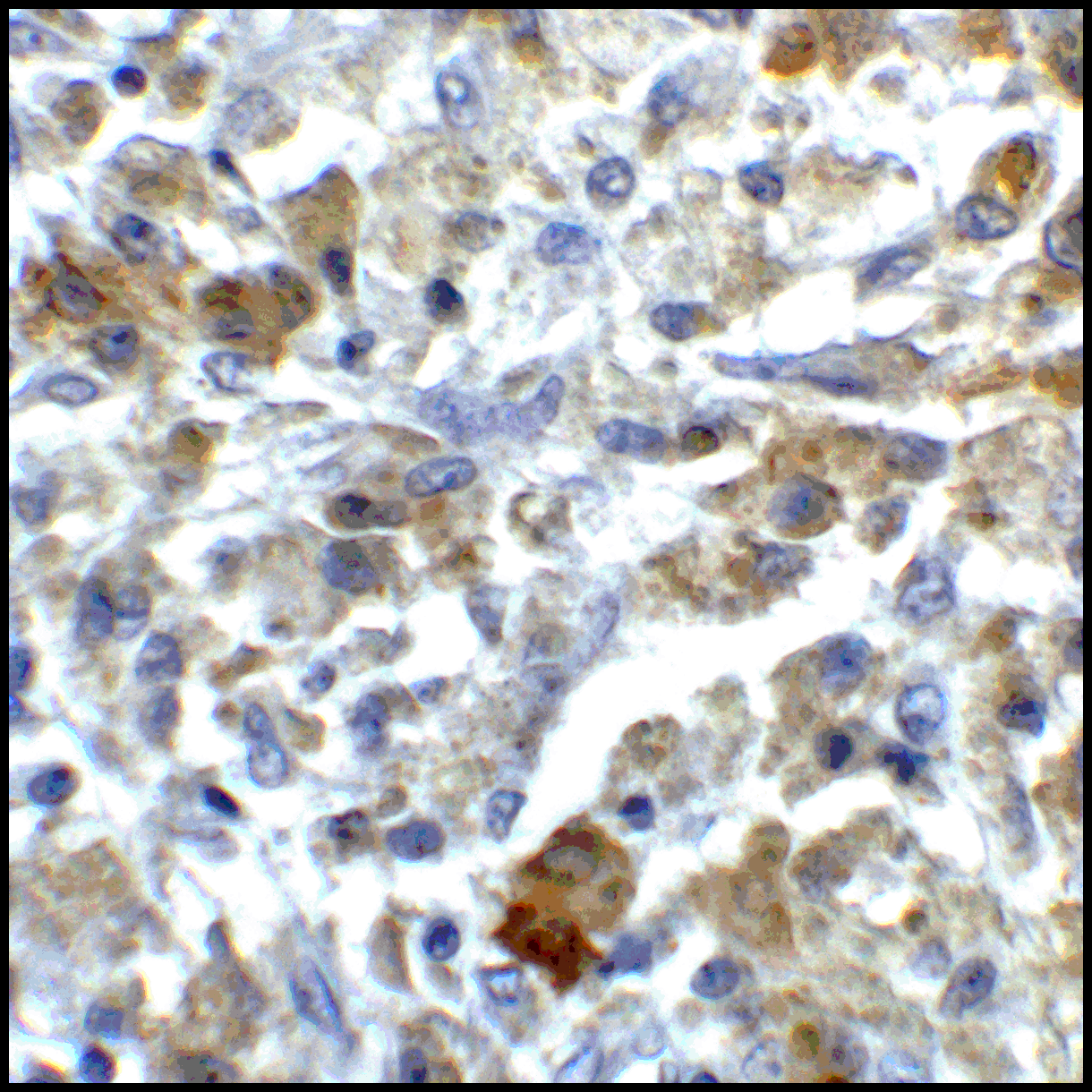 CD80 Antibody