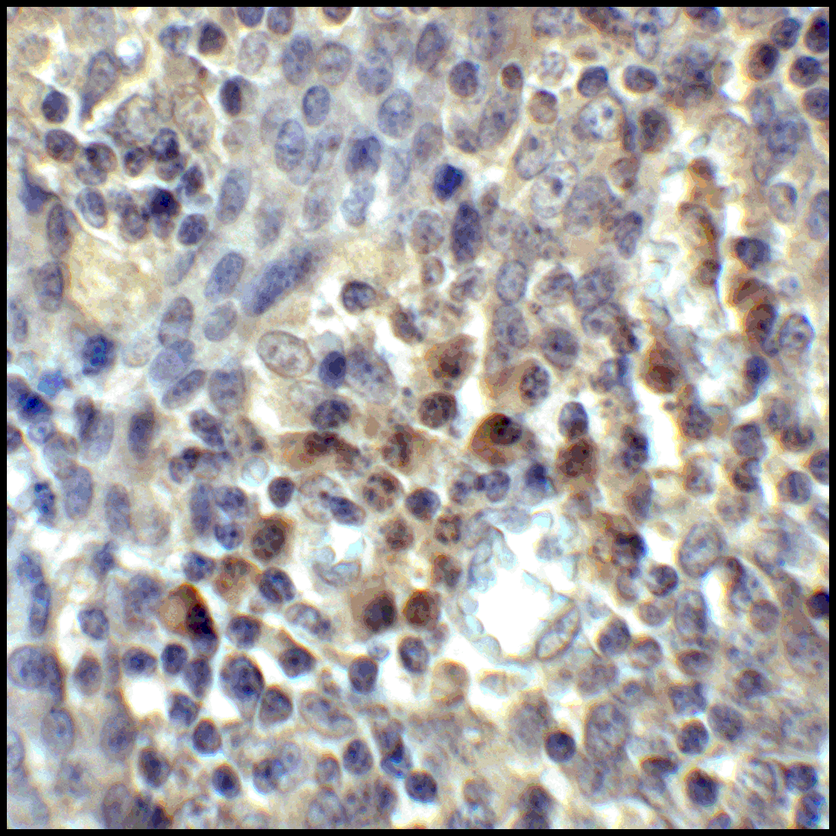 CD80 Antibody