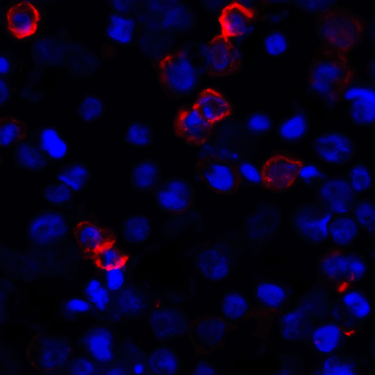 CD80 Antibody [11D1]