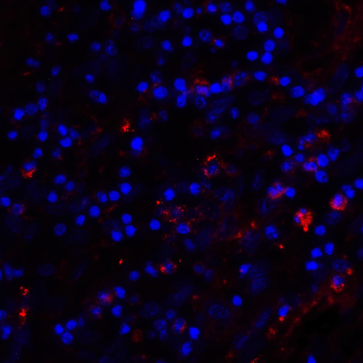 CD80 Antibody [11D1]