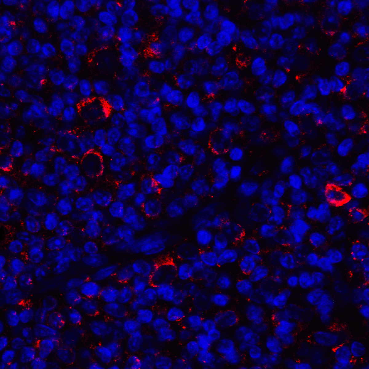 CD80 Antibody [11D1]