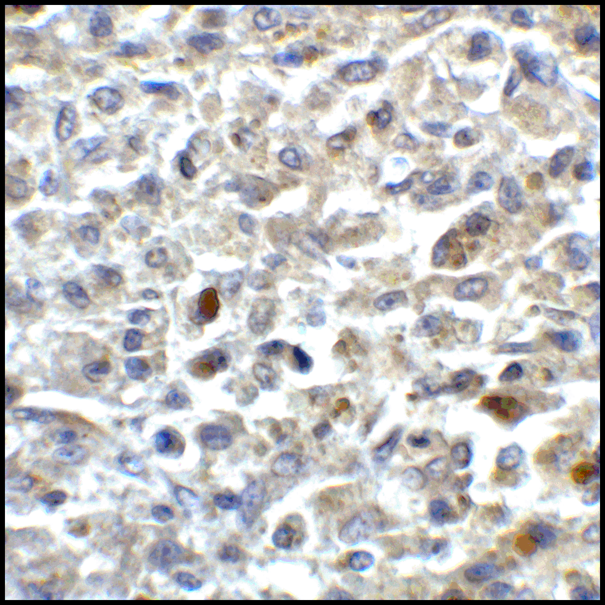 CD80 Antibody [11D1]