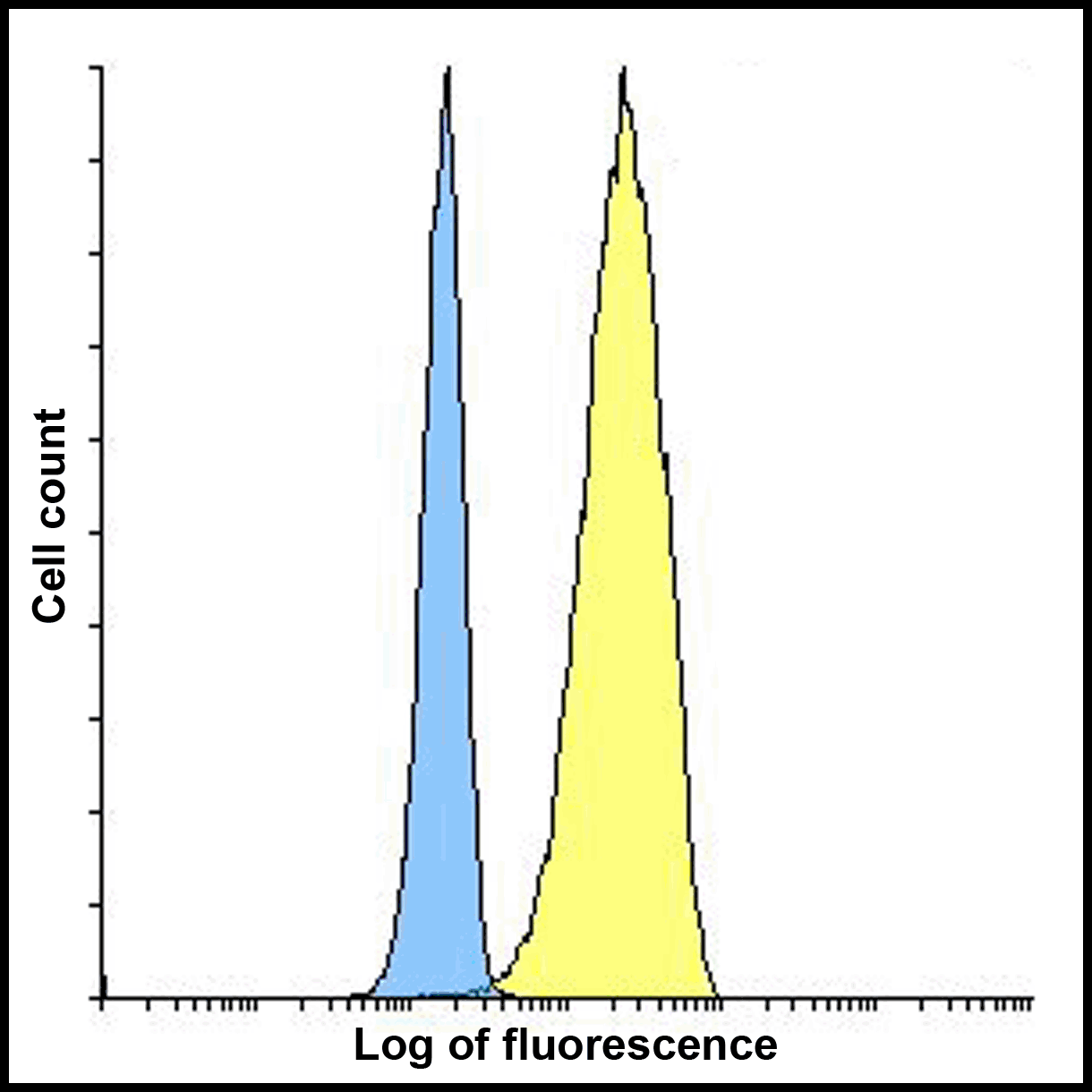 CD80 Antibody [11D1]