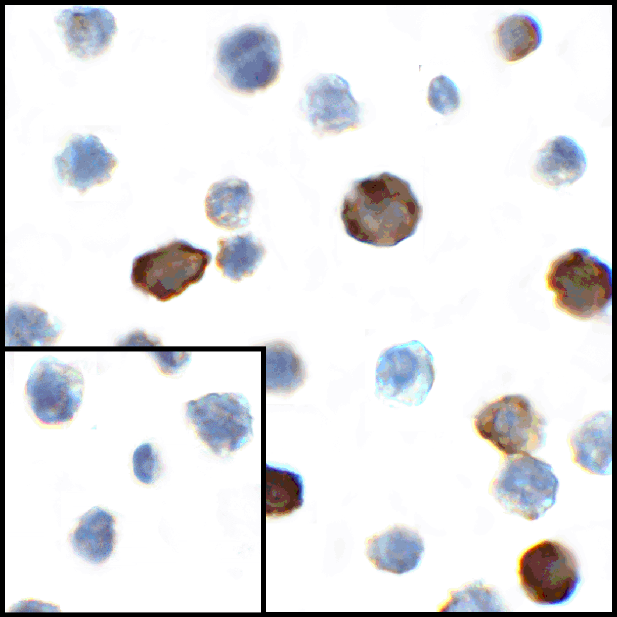 CD80 Antibody