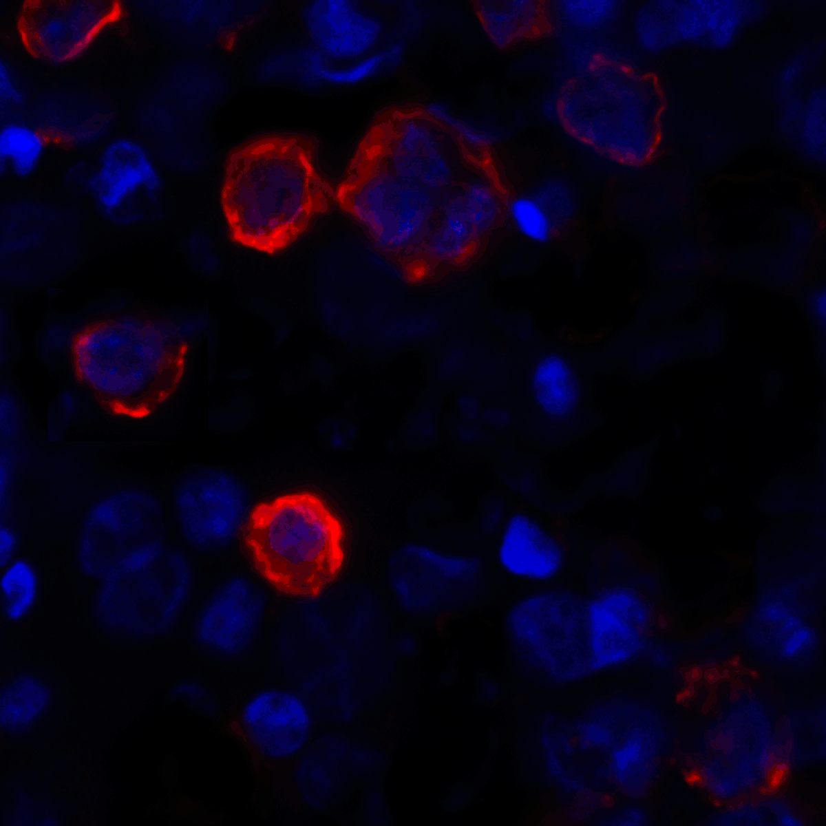 CD80 Antibody