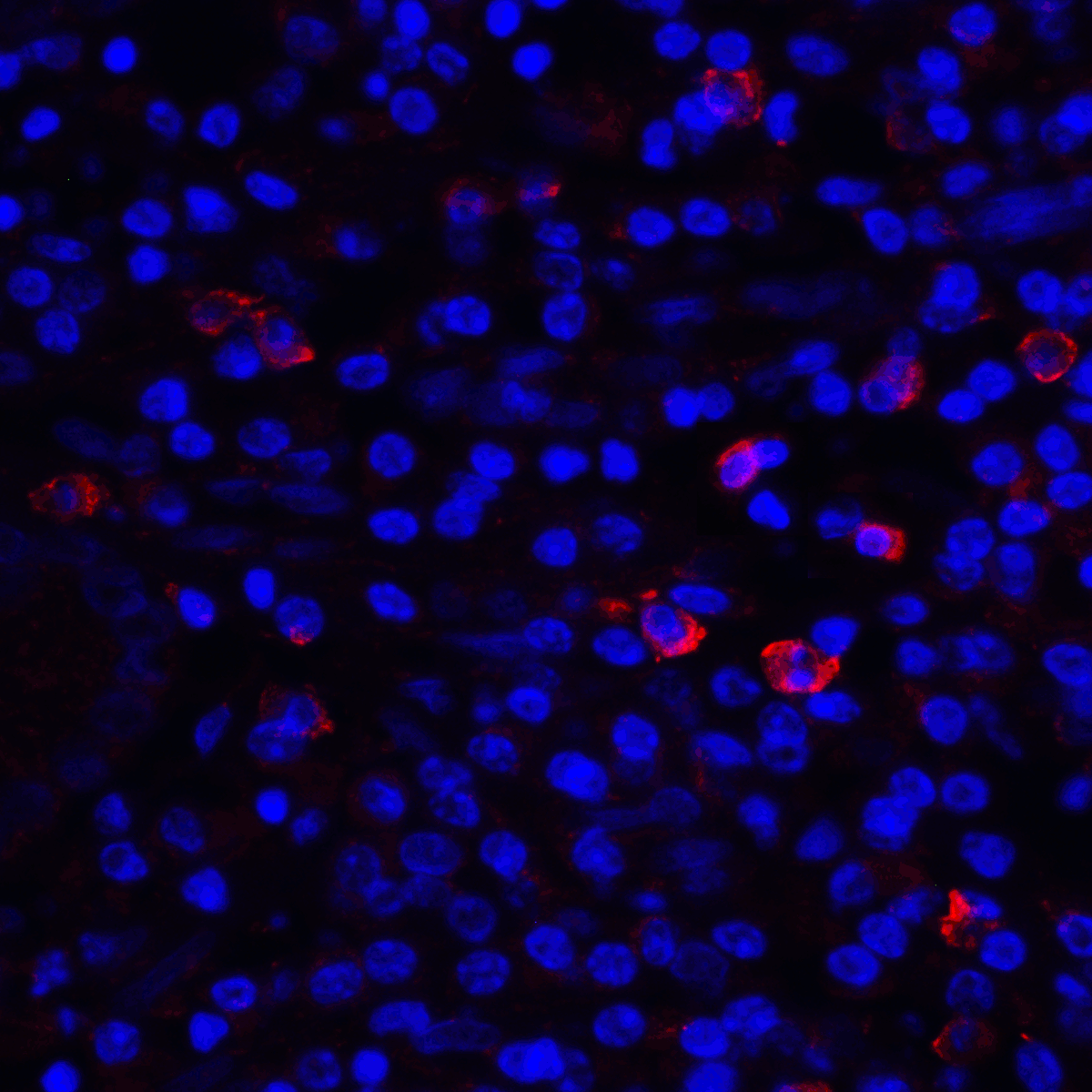 CD80 Antibody