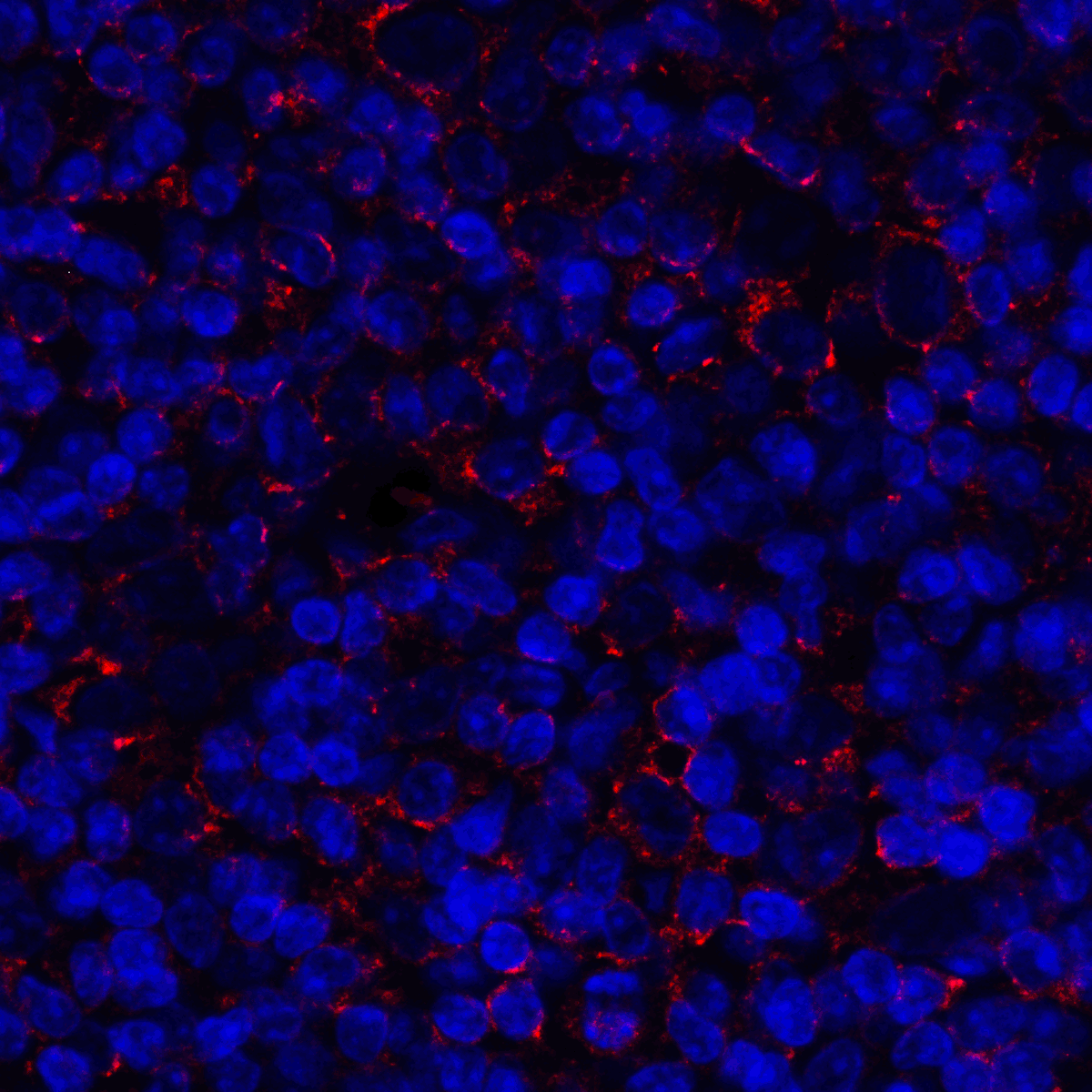 CD80 Antibody