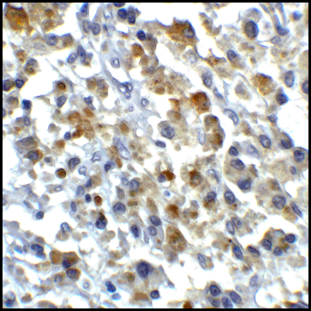 CD80 Antibody