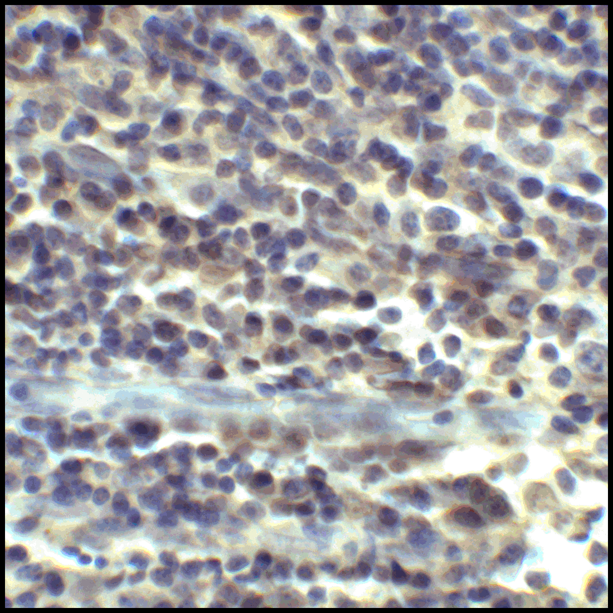 CD80 Antibody