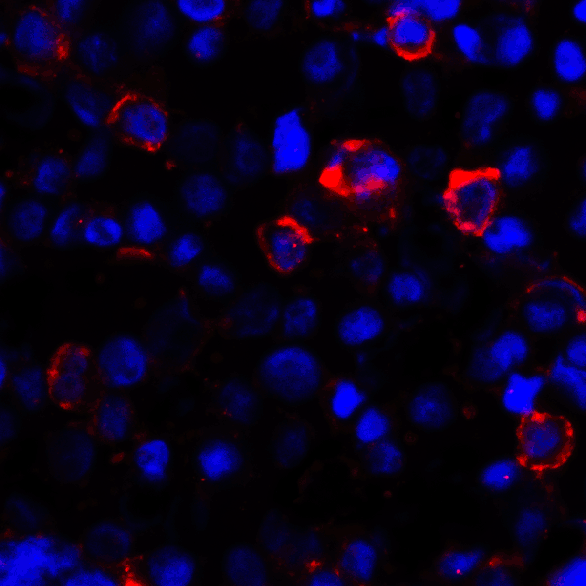 CD80 Antibody [7A2]