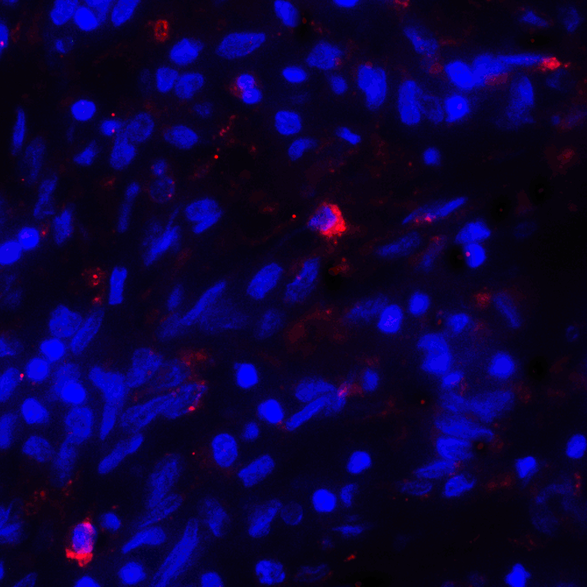 CD80 Antibody [7A2]