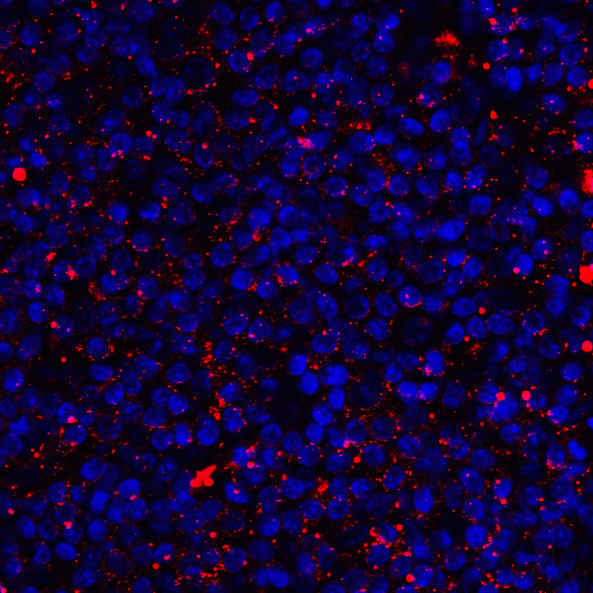 CD80 Antibody [7A2]