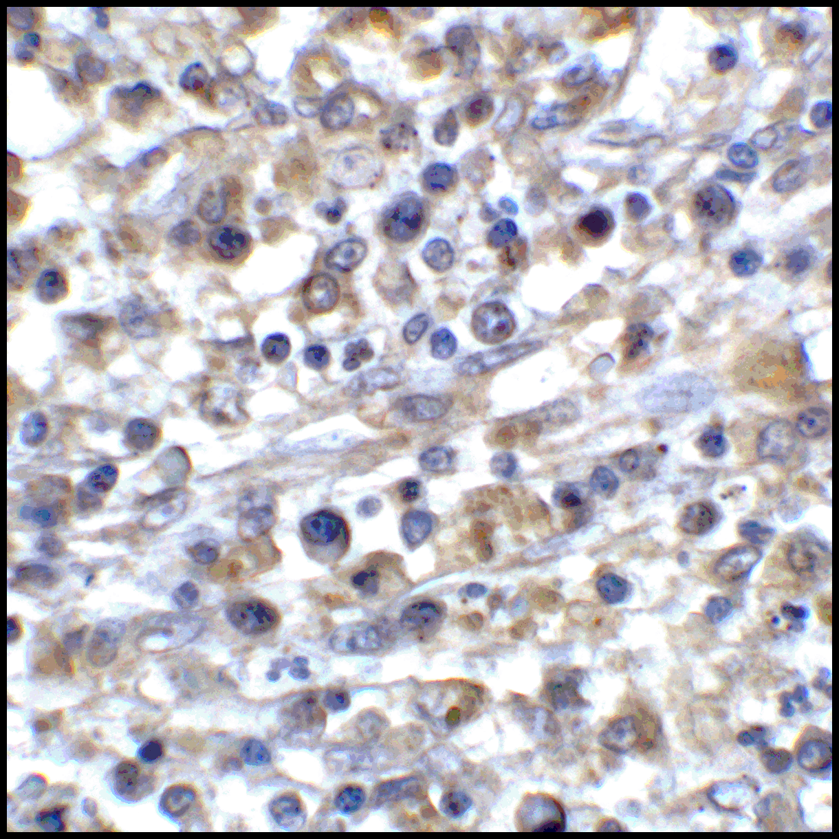 CD80 Antibody [7A2]