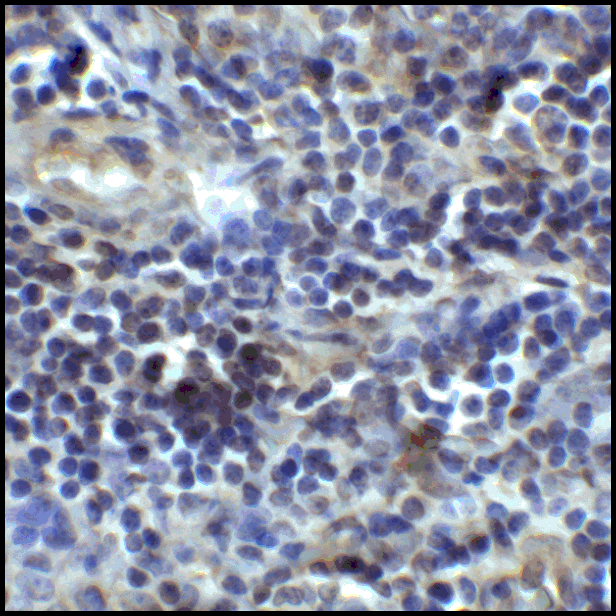 CD80 Antibody