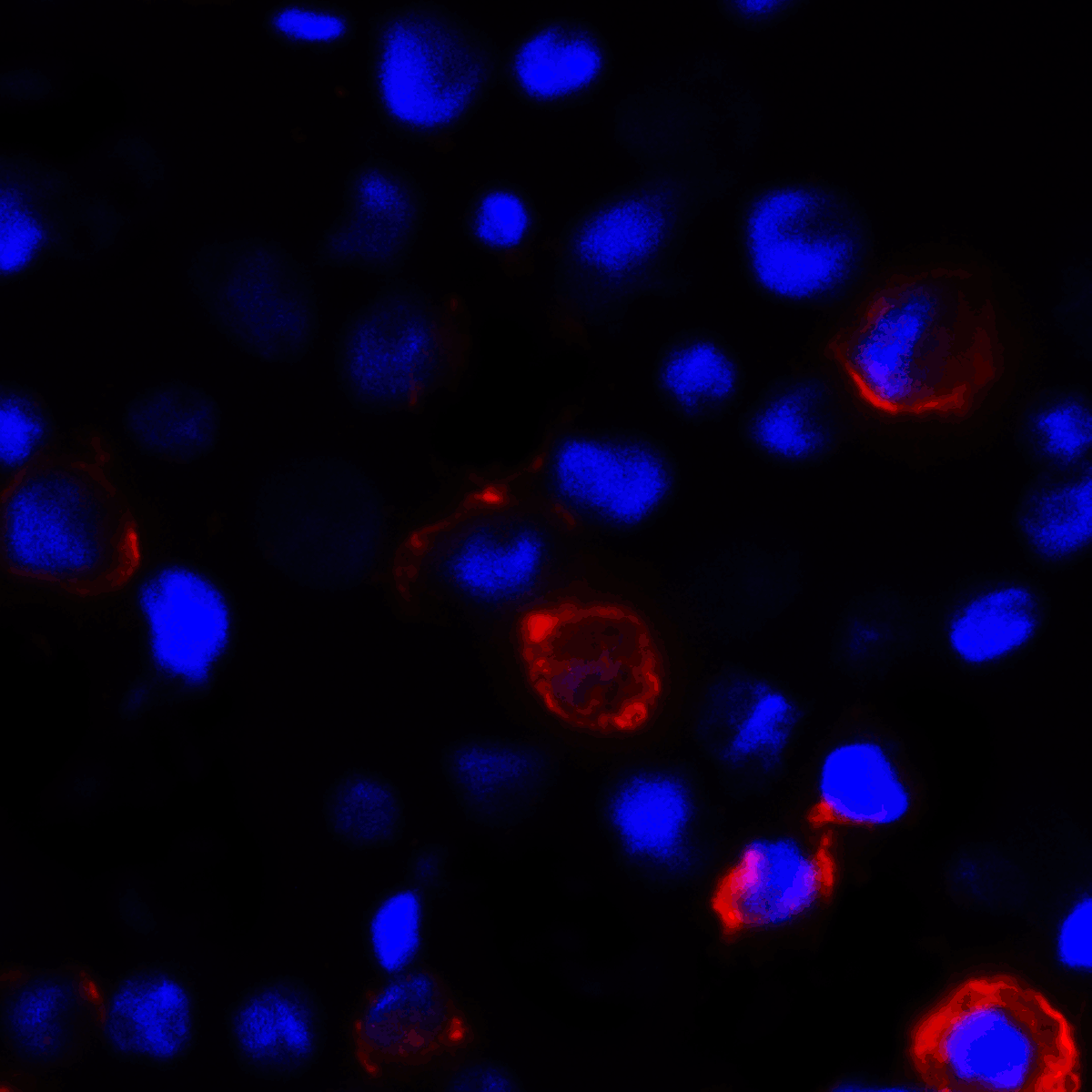CD80 Antibody [8G12]