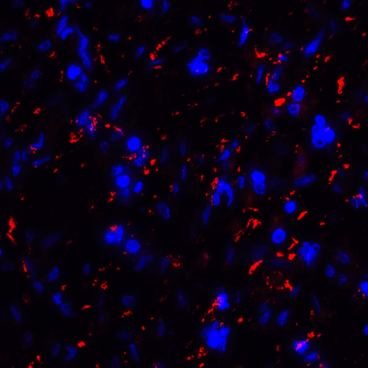 CD80 Antibody [8G12]