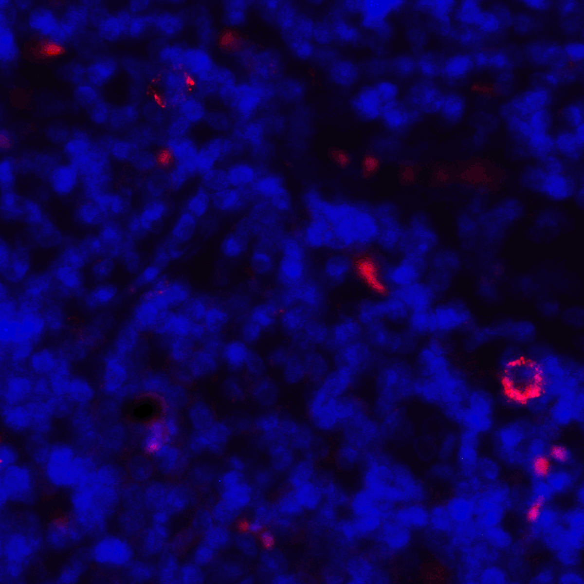 CD80 Antibody [8G12]