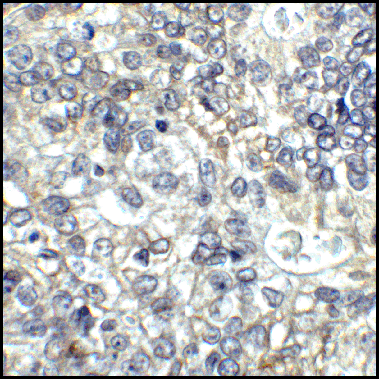 CD80 Antibody