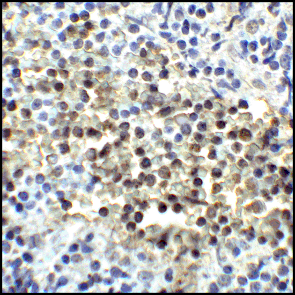 CD80 Antibody [8G12]