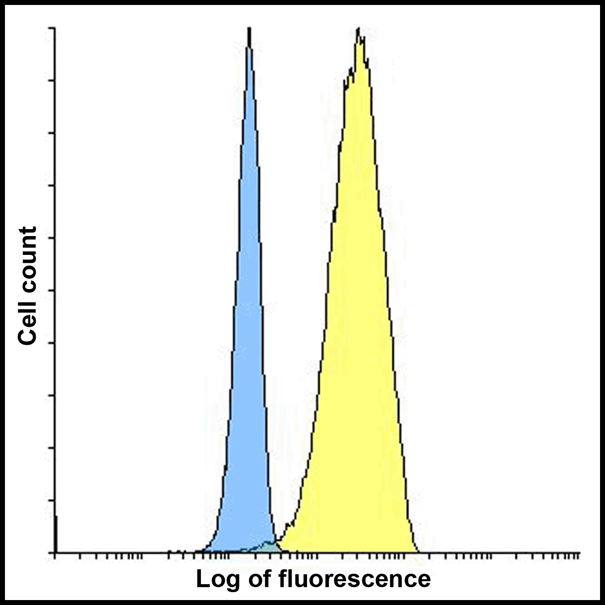 CD80 Antibody [8G12]
