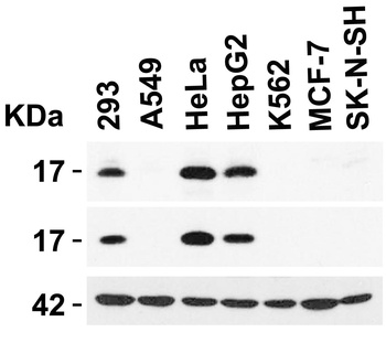 CDKN2A Antibody