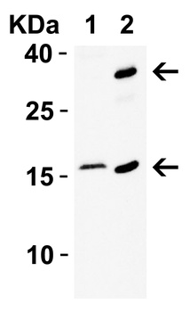 CDKN2A Antibody