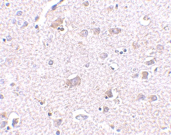 CDNF Antibody