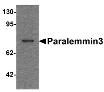Paralemmin3 Antibody
