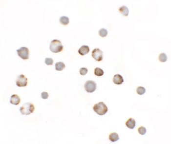 Paralemmin3 Antibody