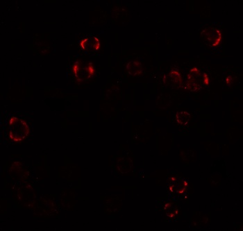 Paralemmin3 Antibody
