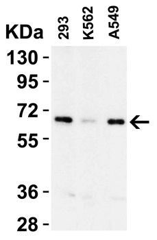 cIAP Antibody