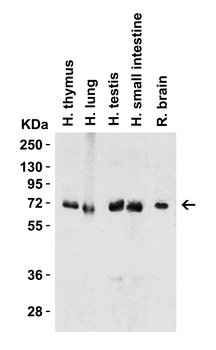 cIAP Antibody