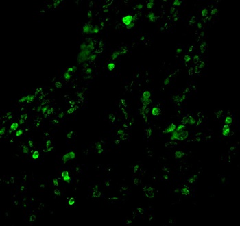 cIAP Antibody