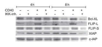 cIAP Antibody