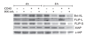 BIRC2 Antibody