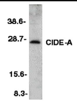 CIDE-A Antibody