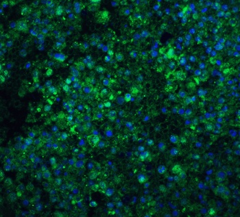 CIDE-A Antibody