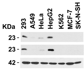 CLDN1 Antibody