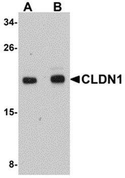 CLDN1 Antibody