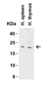 CLDN1 Antibody