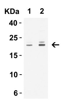 CLDN1 Antibody