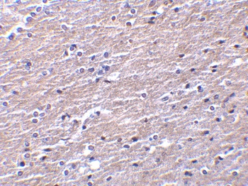 CLU Antibody