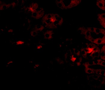 OTUD5 Antibody