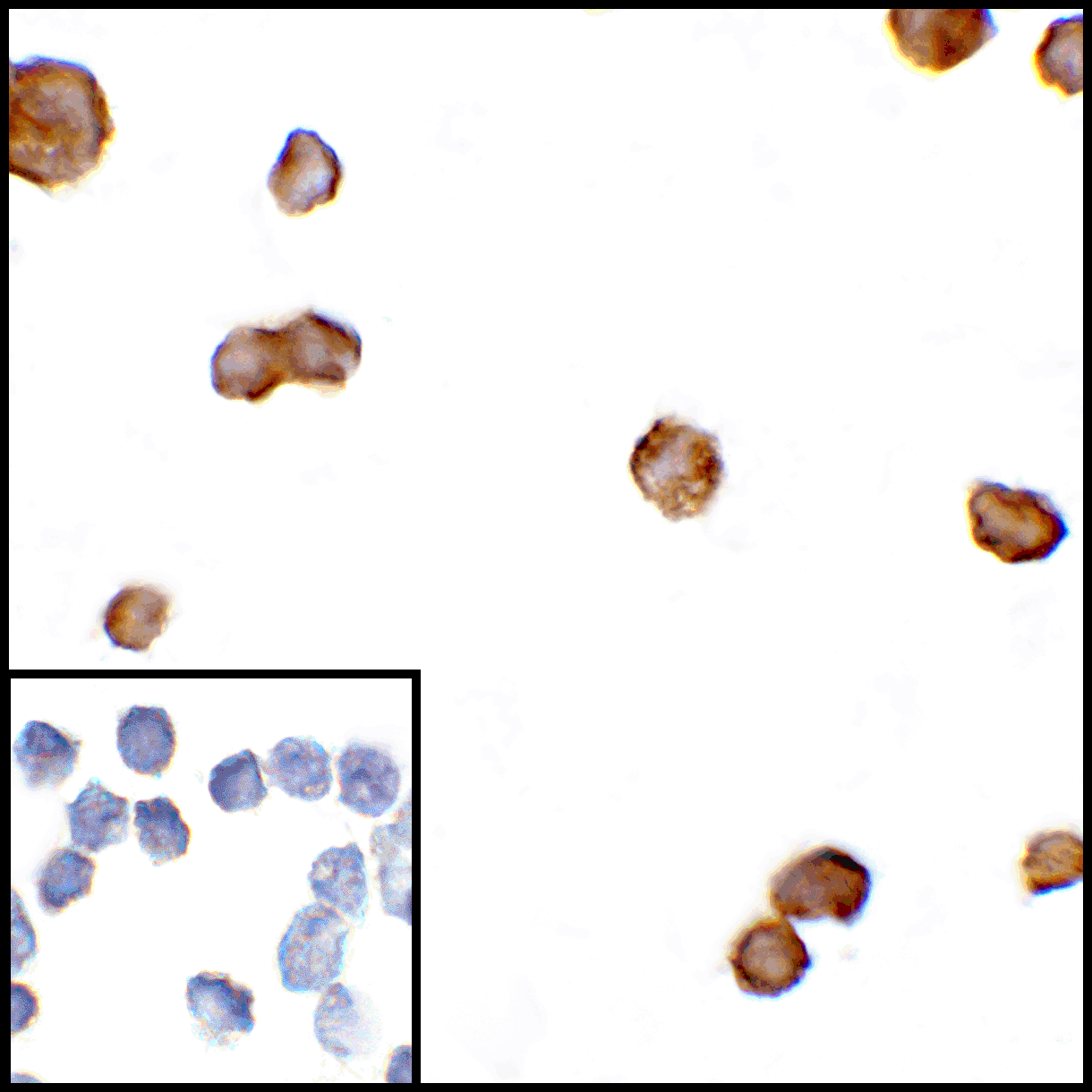 CTLA4 Antibody [1E6]