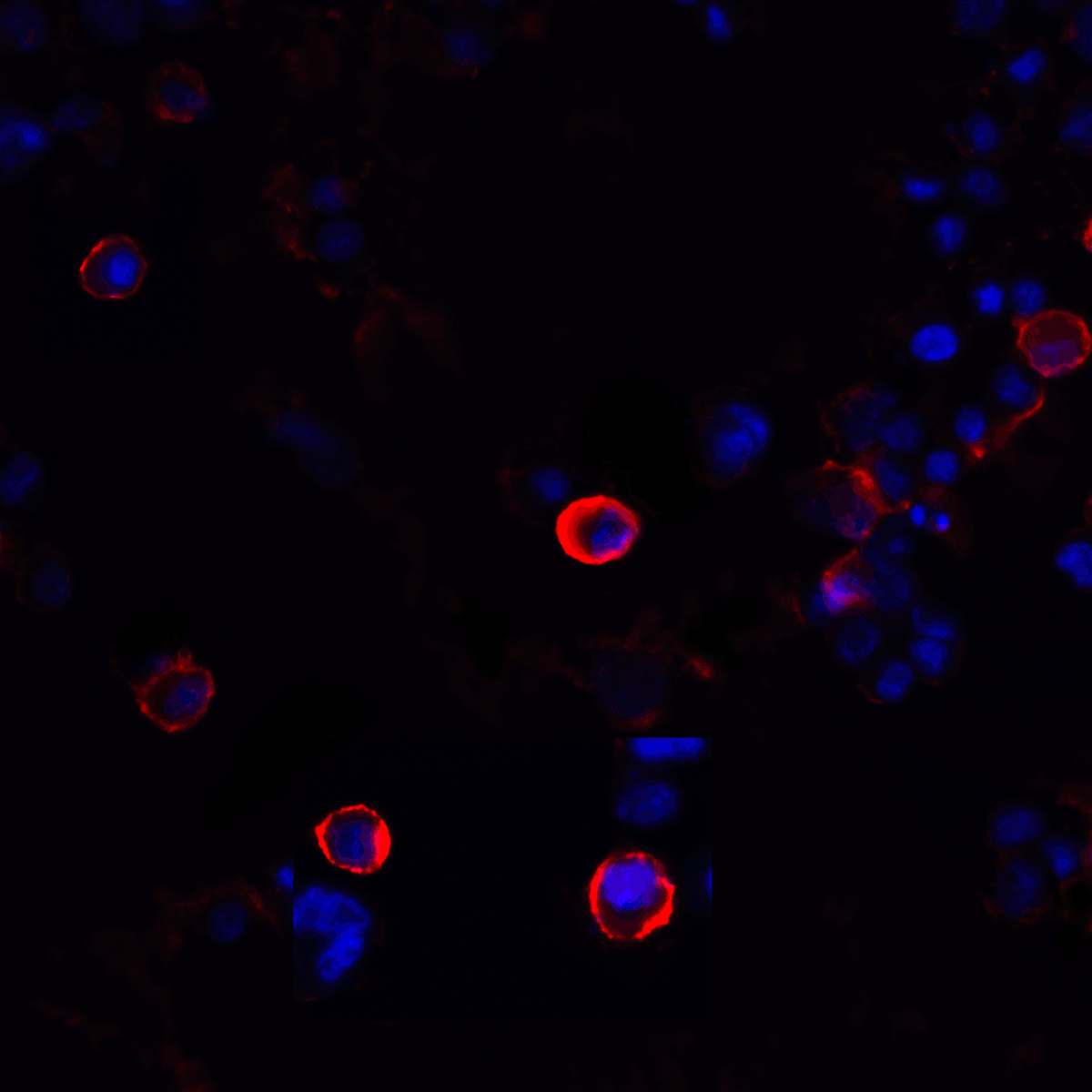 CTLA4 Antibody