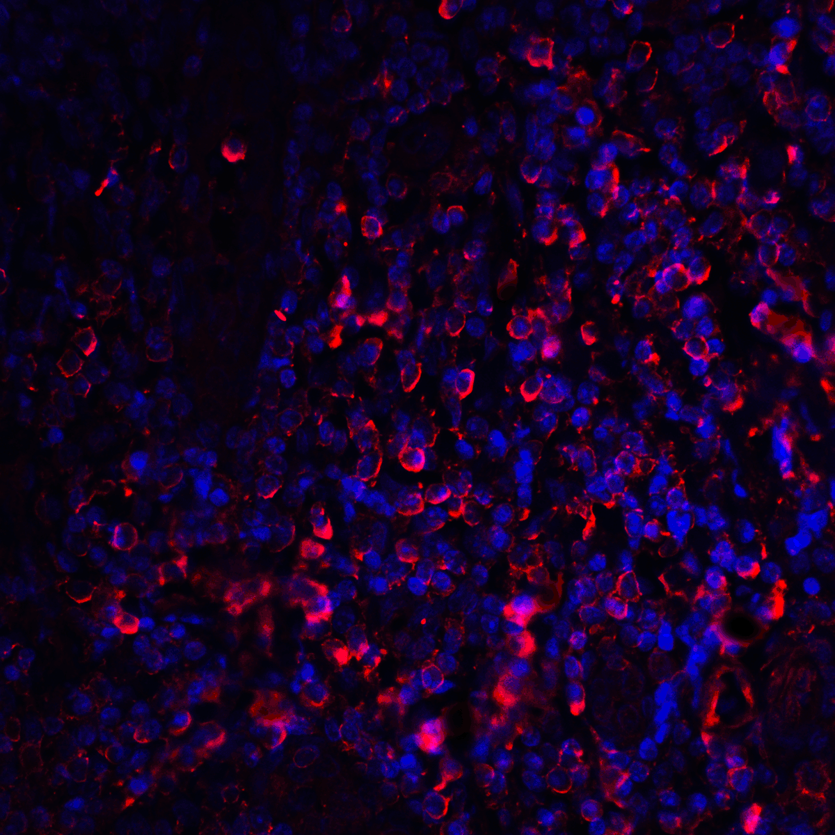 CTLA4 Antibody [1E6]