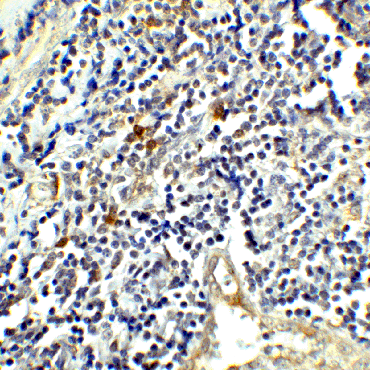 CTLA4 Antibody