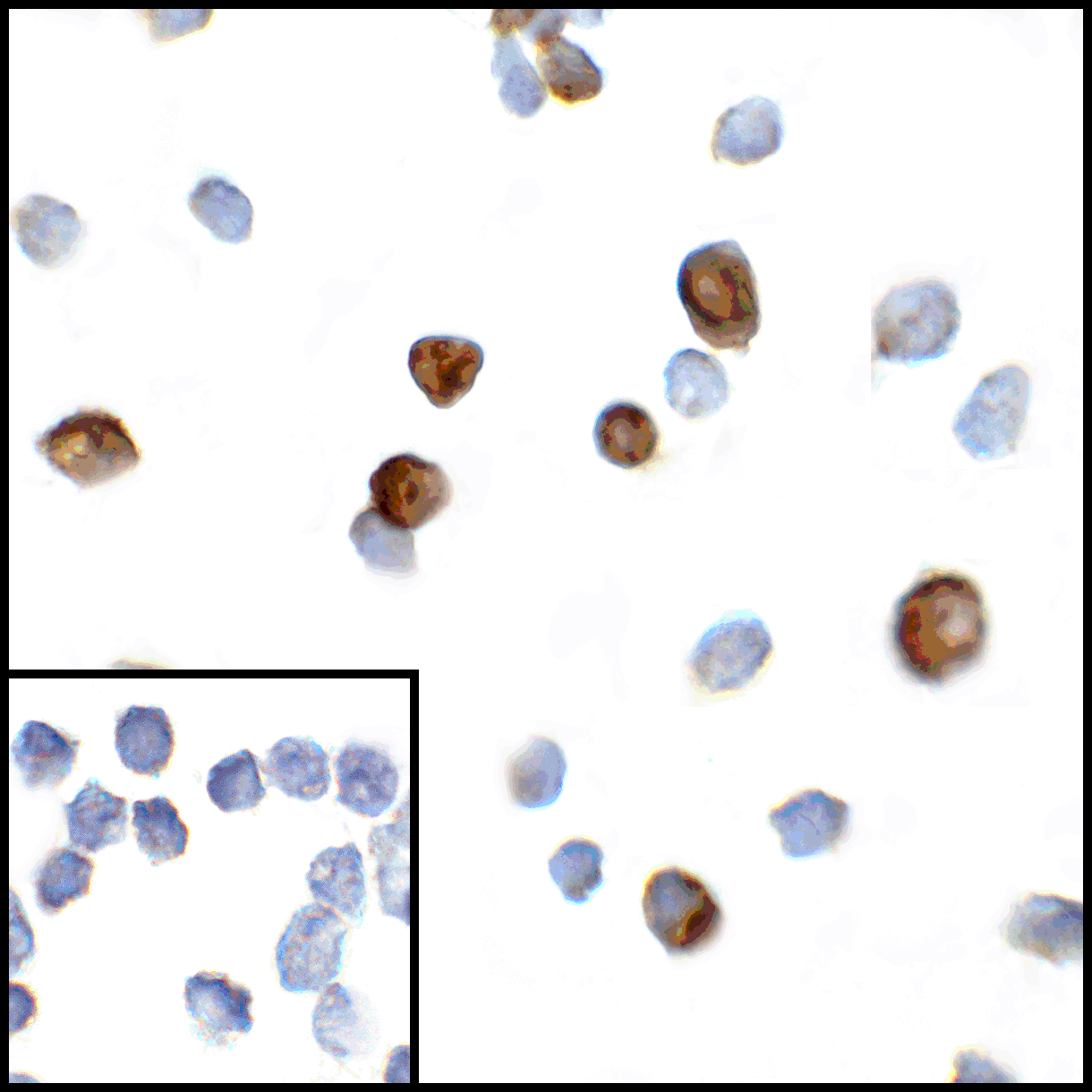 CTLA4 Antibody