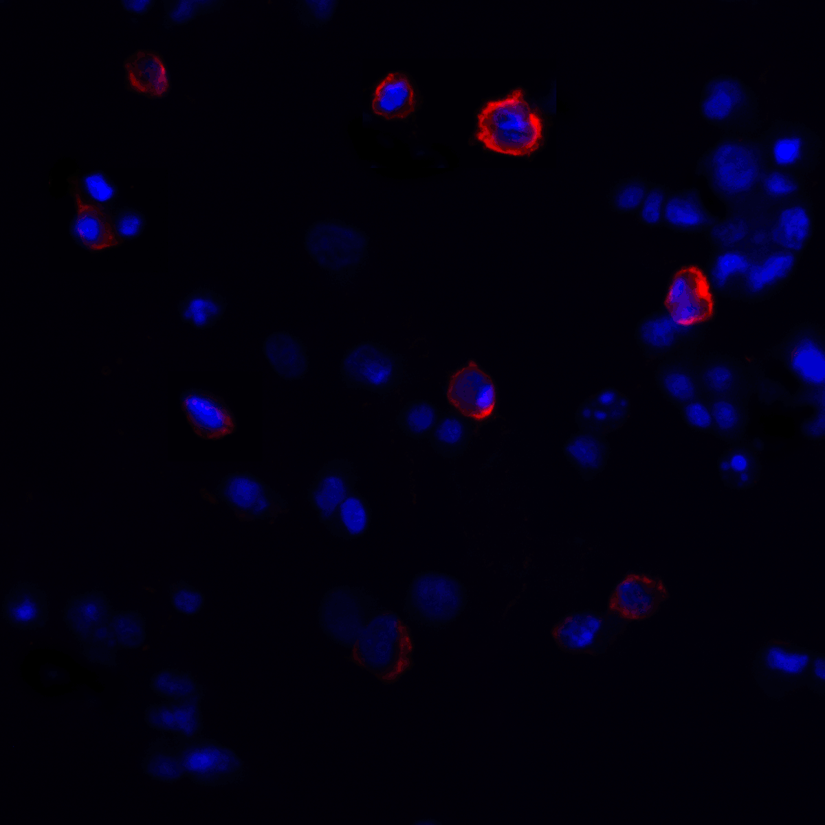 CTLA4 Antibody